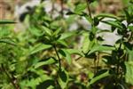 menthe poivree